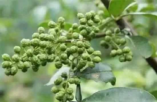 植物虫害|花椒树蚜虫很顽固用什么药能彻底清除（杀死蚜虫最好办法）