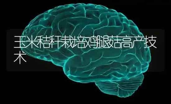 玉米秸秆栽培鸡腿菇高产技术 | 食用菌种植