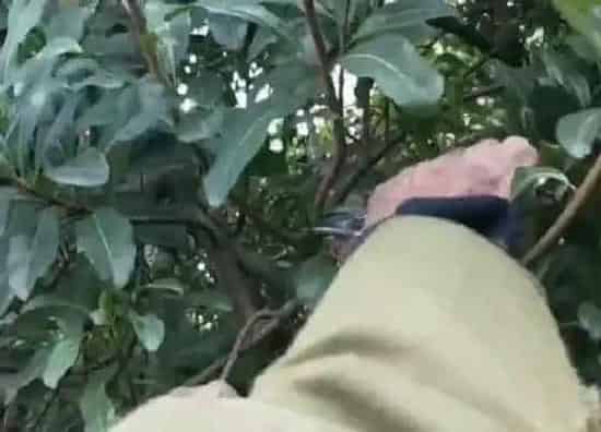 植物修剪|杨梅什么时候剪枝合适