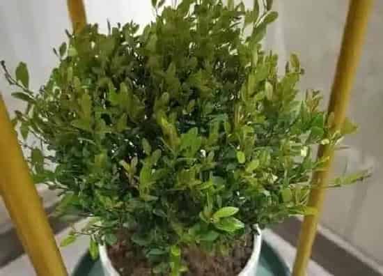 植物修剪|赤楠怎么修剪方法