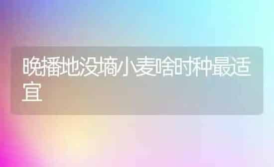 晚播地没墒小麦啥时种最适宜 | 粮油作物种植