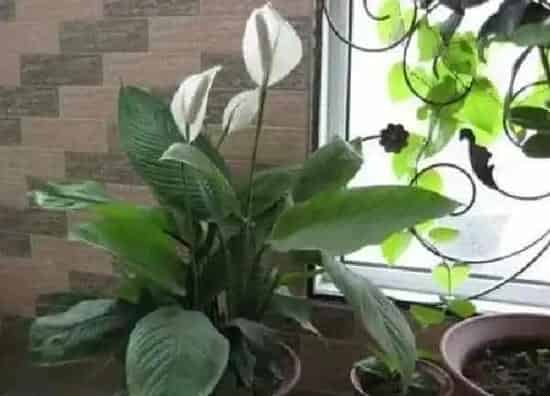 植物生根|白掌扦插快速生根方法