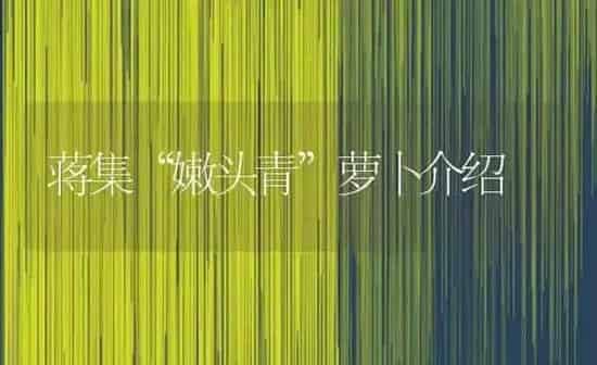 蒋集“嫩头青”萝卜介绍 | 蔬菜种植