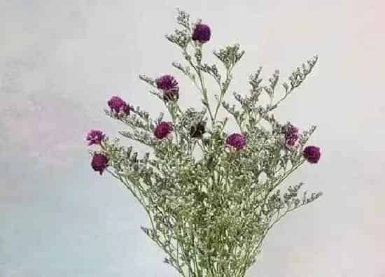 植物百科|千日红是一年生还是多年生