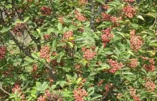 植物虫害|花椒树蚜虫很顽固用什么药能彻底清除（杀死蚜虫最好办法）