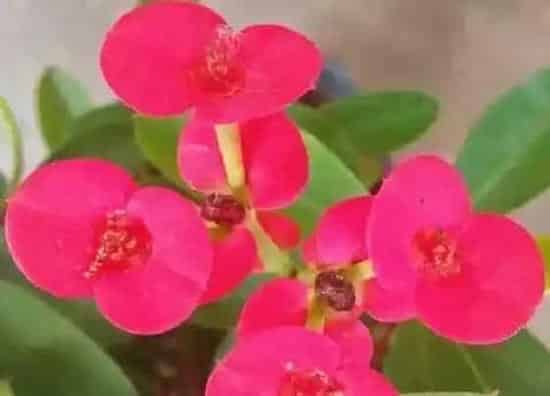 摆放常识|刺梅花适合在室内养吗