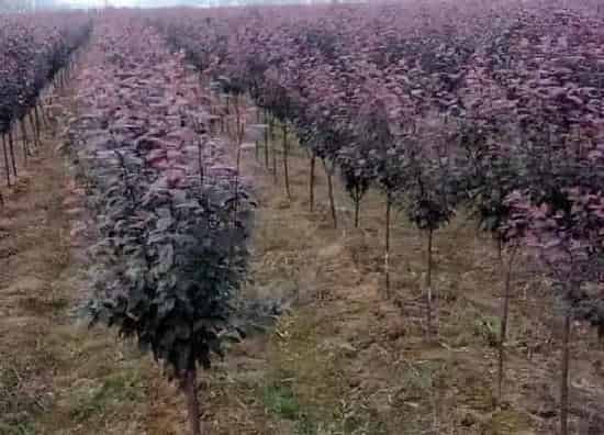 植物修剪|红叶李什么时候剪枝合适