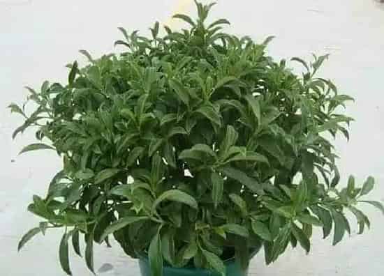 掉叶子|非洲茉莉掉叶子怎么办