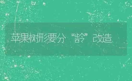 苹果树形要分“龄”改造 | 瓜果种植