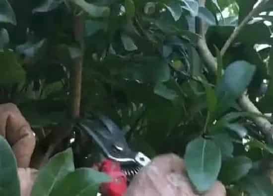 植物修剪|杨梅什么时候剪枝合适