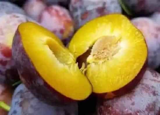 种植管理|李子核可以种吗