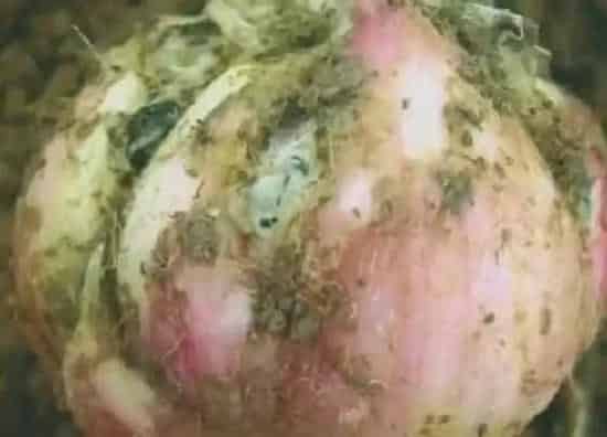 植物病害|大蒜治菌核病用什么药