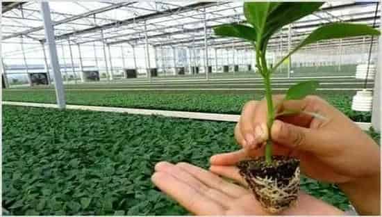 辣椒高脚苗原因及解决方法 | 种植施肥