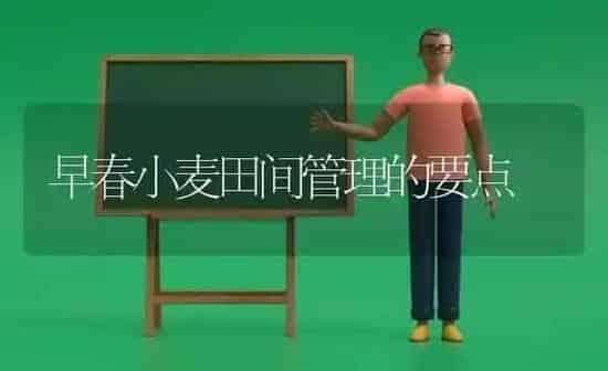 早春小麦田间管理的要点 | 粮油作物种植
