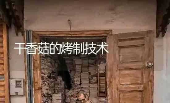干香菇的烤制技术 | 食用菌种植