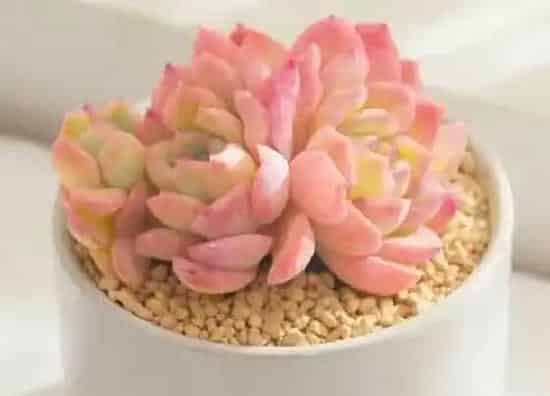 植物百科|多肉植物开花吗 开花什么样子