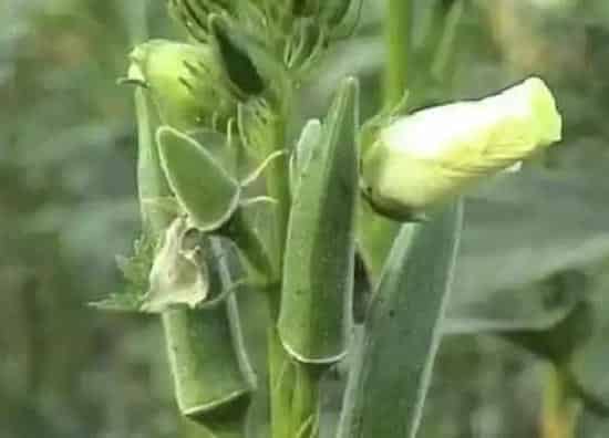 植物产地|秋葵原产地在哪里