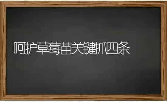 呵护草莓苗关键抓四条 | 瓜果种植