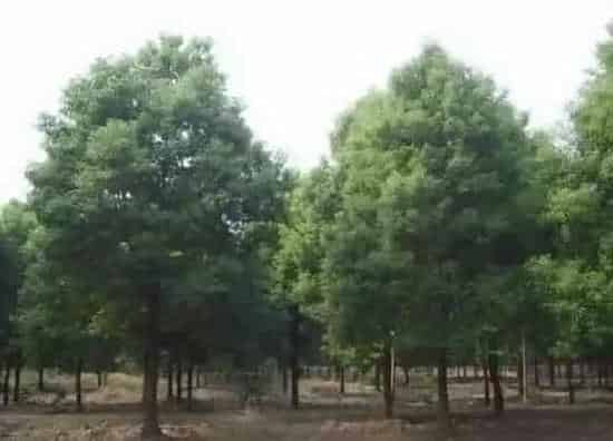 植物百科|砍自家院子的树要申请吗（自己家院子里的树砍掉犯法吗）