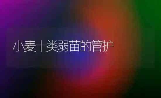 小麦十类弱苗的管护 | 粮油作物种植