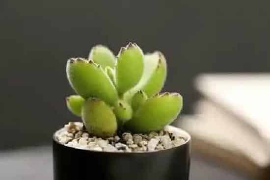 植物浇水|熊童子浇水时间 浇水的正确方法和注意事项