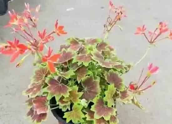 植物百科|彩叶草开花吗 开花的花语与寓意