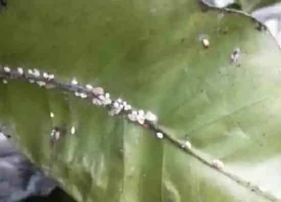 植物虫害|柚子树病虫害防治方法与技术措施
