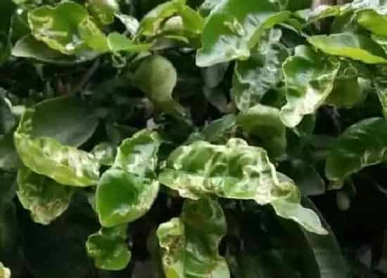 植物虫害|柚子树病虫害防治方法与技术措施