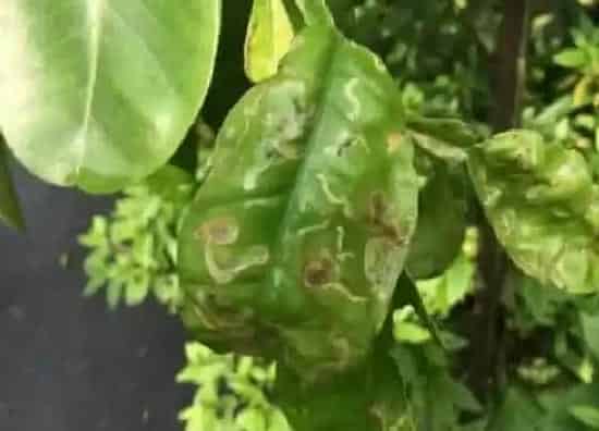 植物虫害|柚子树病虫害防治方法与技术措施