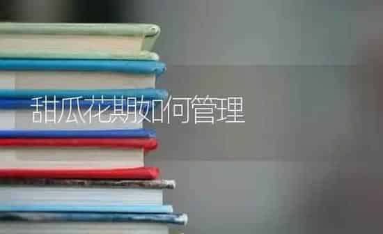 甜瓜花期如何管理 | 瓜果种植