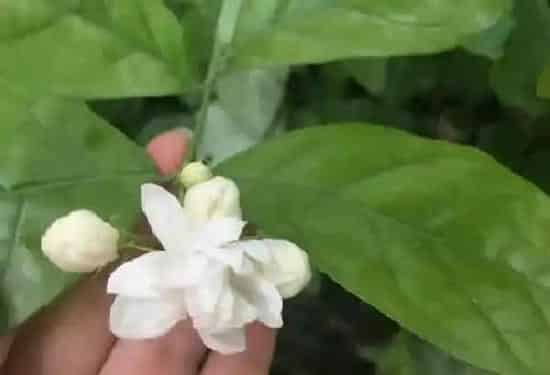 养殖方法|茉莉冬天可以把叶子全剪掉吗（冬天养护茉莉花注意事项）