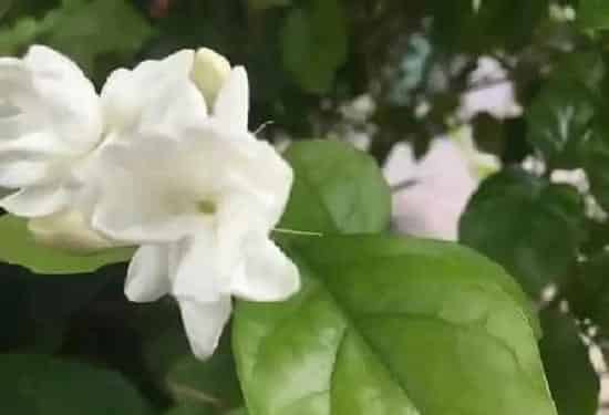 养殖方法|茉莉冬天可以把叶子全剪掉吗（冬天养护茉莉花注意事项）