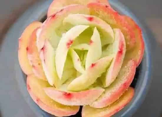 养殖科普|零下十度冻不死的多肉 哪些多肉植物不怕冻好养活
