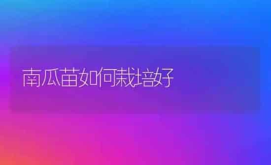 南瓜苗如何栽培好 | 蔬菜种植