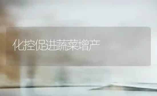 化控促进蔬菜增产 | 蔬菜种植
