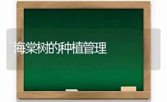 海棠树的种植管理 | 植物种植百科