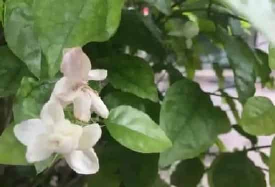 养殖方法|茉莉冬天可以把叶子全剪掉吗（冬天养护茉莉花注意事项）