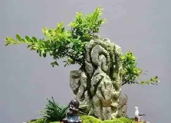 植物修剪|赤楠怎么修剪方法