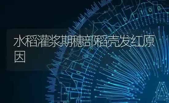 水稻灌浆期穗部稻壳发红原因 | 粮油作物种植