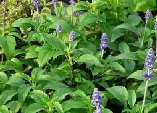 植物修剪|鼠尾草怎么修剪方法