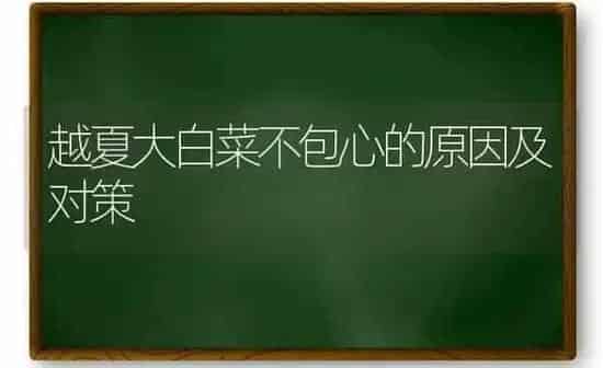 越夏大白菜不包心的原因及对策 | 蔬菜种植