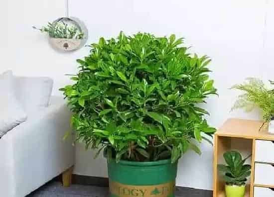 掉叶子|非洲茉莉掉叶子怎么办