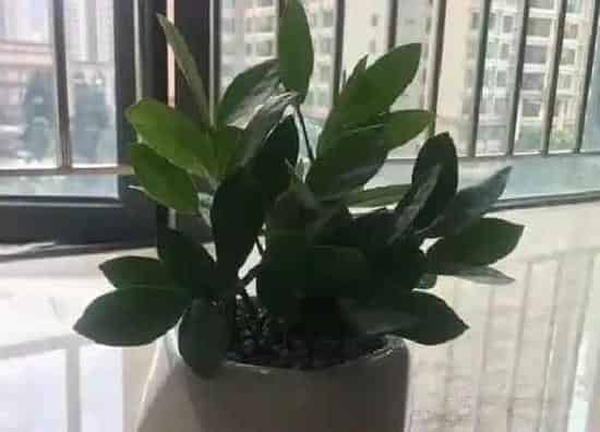 种植土壤|金钱树配土方法与种植土壤