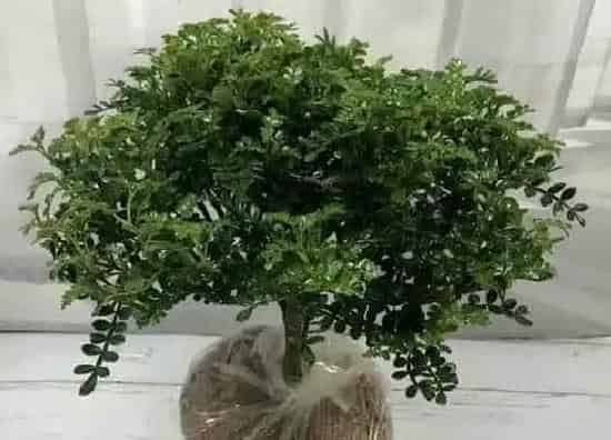 生长环境|胡椒生长在哪里 适合长在什么地方