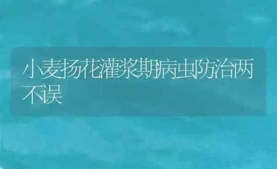 小麦扬花灌浆期病虫防治两不误 | 粮油作物种植