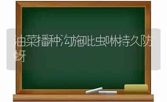 油菜播种沟施吡虫啉持久防蚜 | 粮油作物种植