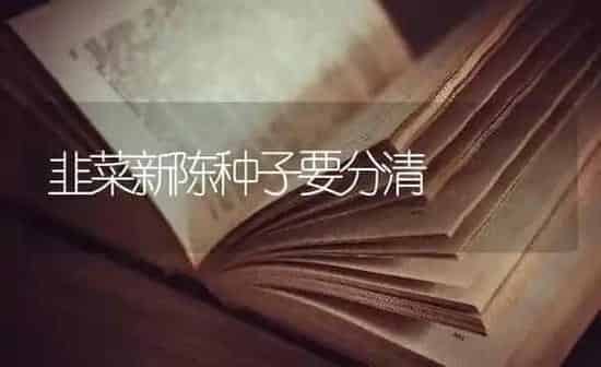 韭菜新陈种子要分清 | 蔬菜种植