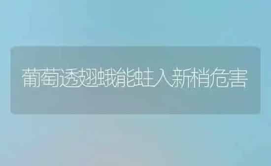 葡萄透翅蛾能蛀入新梢危害 | 瓜果种植