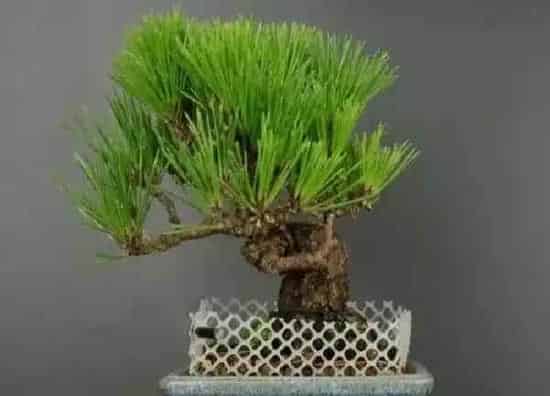 植物生根|如何让黑松快速生根
