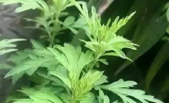 吸甲醛|艾草可以净化空气吗 有吸甲醛的作用吗
